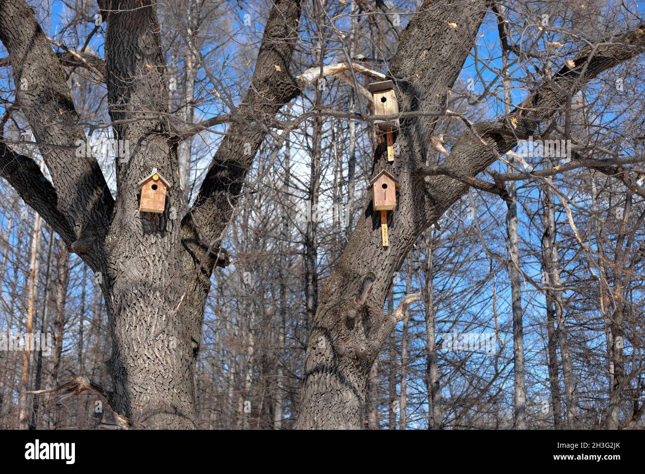 Small bird houses. Wooden birdhouses hanging from tree in winter forest, trees without leaves
