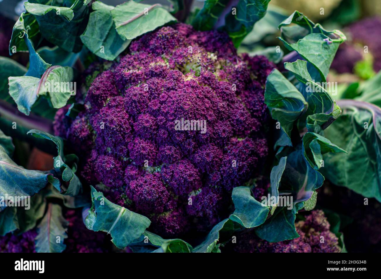 Mercat de Sant Josep, Purple cauliflower at a stall in the Boqueria market in Barcelona, Catalonia, Spain Stock Photo