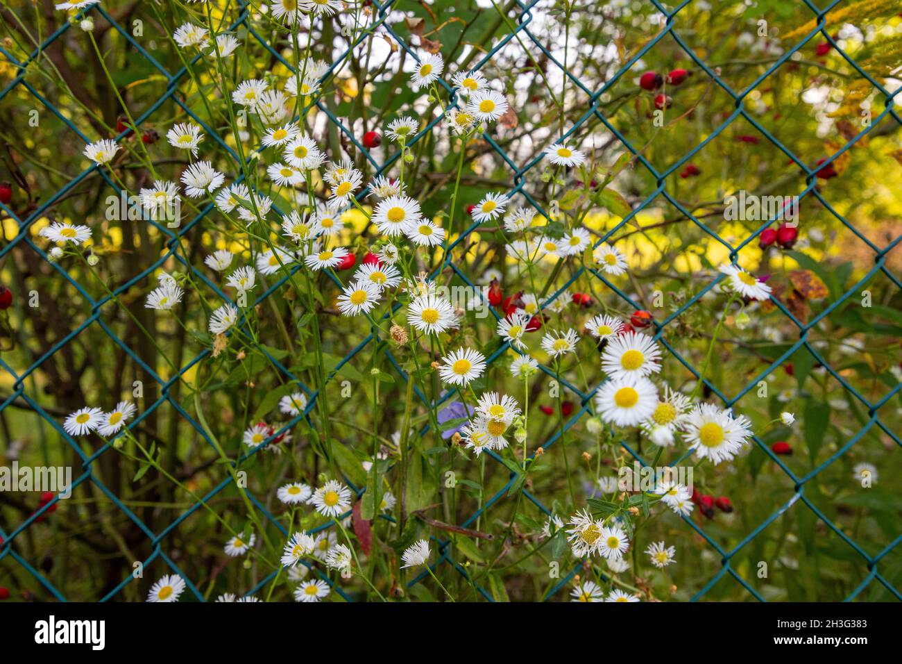 Meadow chamomile hi-res stock photography and images - Alamy