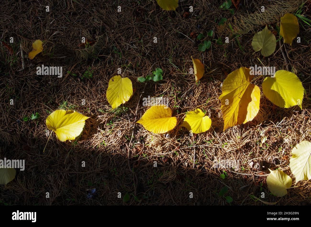 Yellow leaves on the ground in an area of light Stock Photo - Alamy