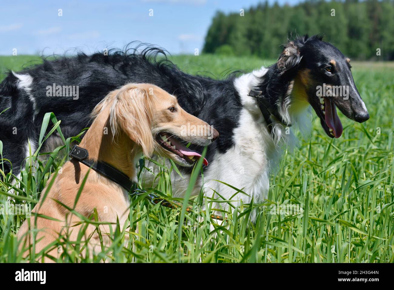 Orange Saluki or Kazakh greyhound Tazi and black Russian wolfhound standing on a green meadow Stock Photo