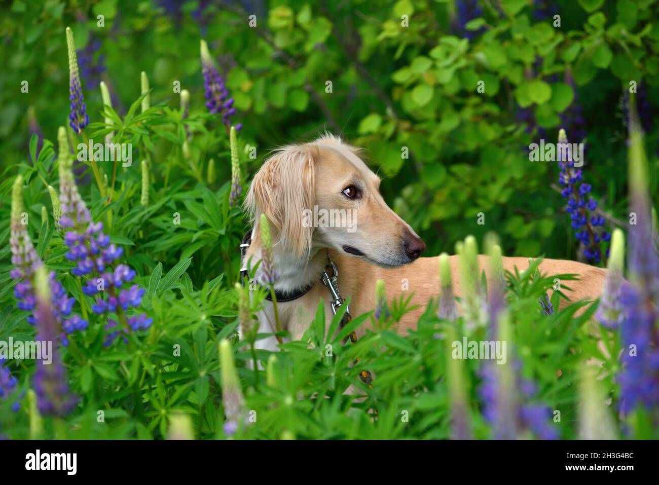 Saluki or Kazakh greyhound Tazi standing on a summer flowers background Stock Photo