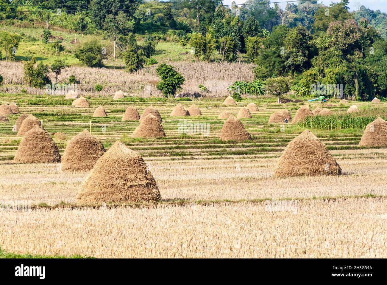Rural landscape with rice straw stacks near Hsipaw, Myanmar Stock Photo ...
