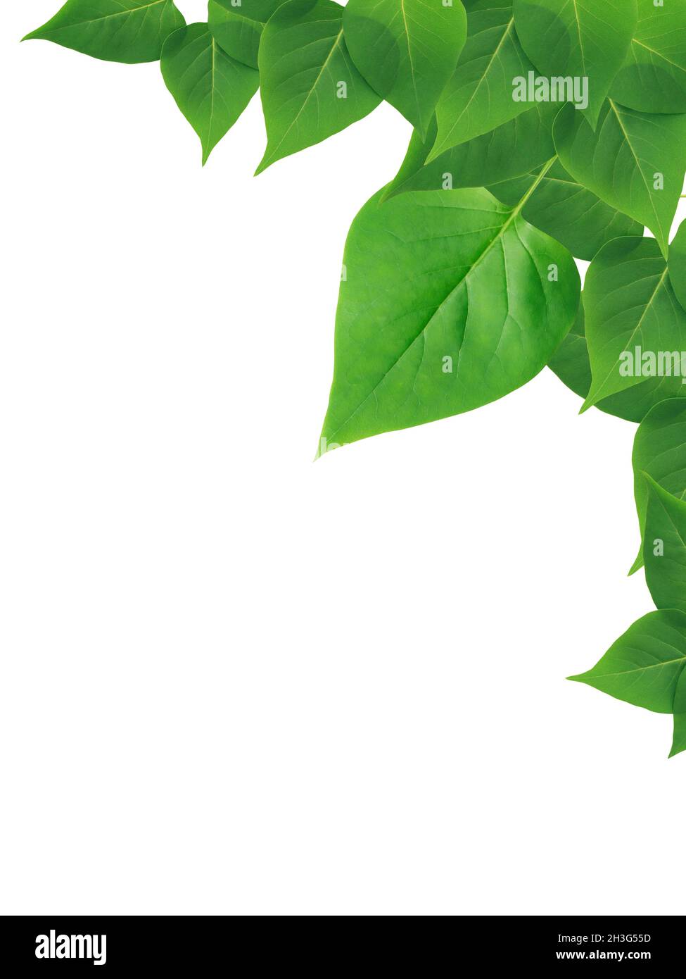 Nice border made from freshness green leaves Stock Photo