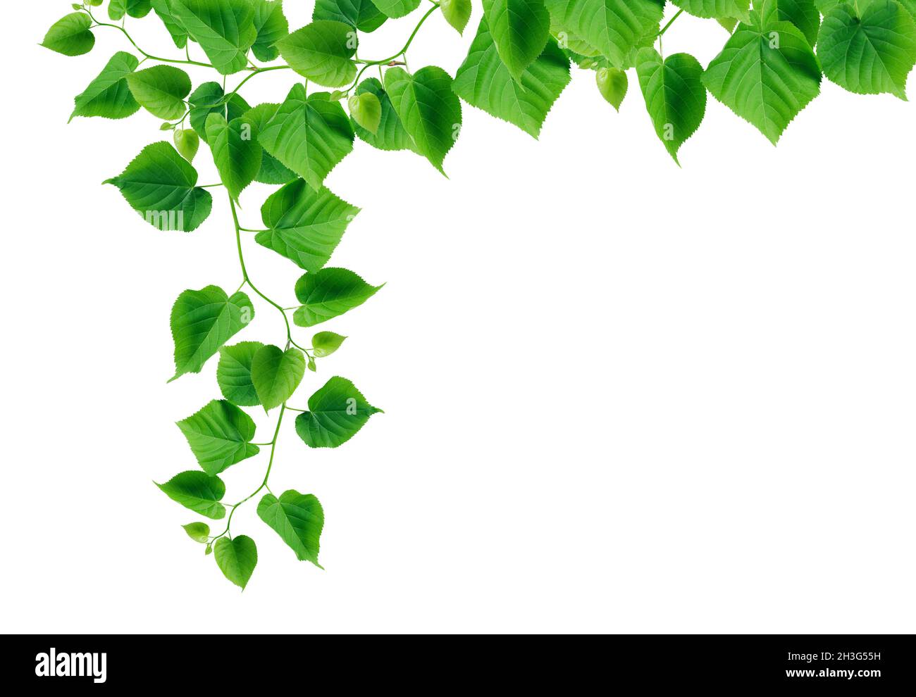 Nice green ivy in bloom as border on white background Stock Photo Alamy