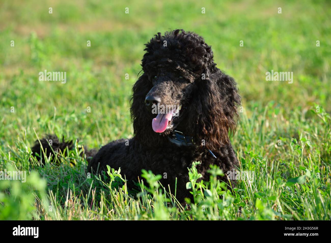 Standart black poodle lying on green grass Stock Photo - Alamy