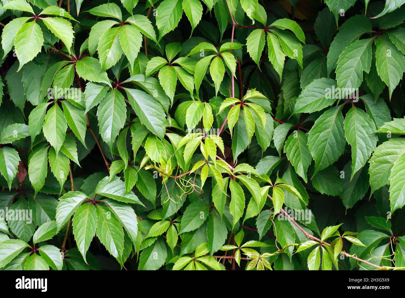 Nice background with wall of green grapes leaves Stock Photo - Alamy