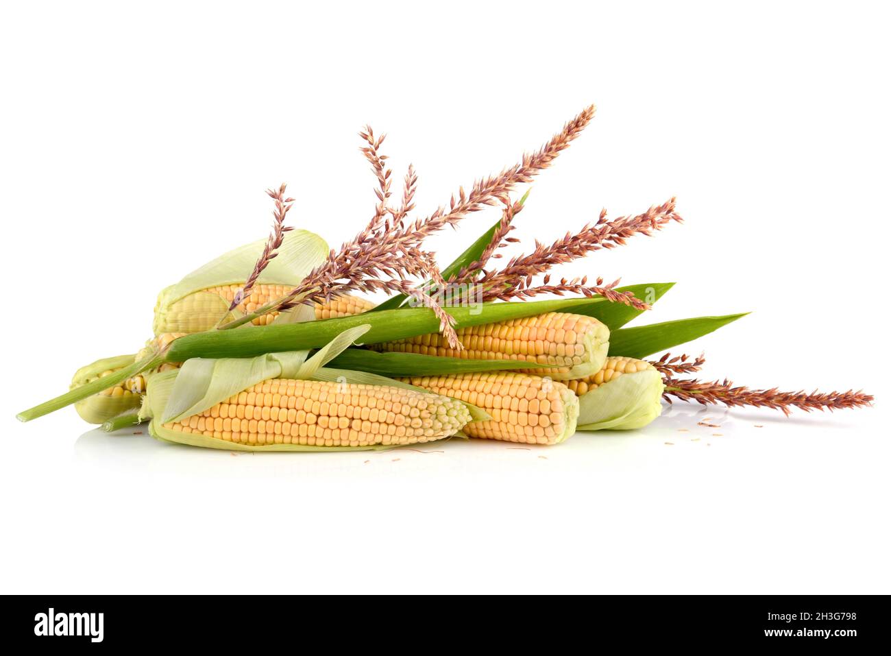 Maize flower Cut Out Stock Images & Pictures - Alamy