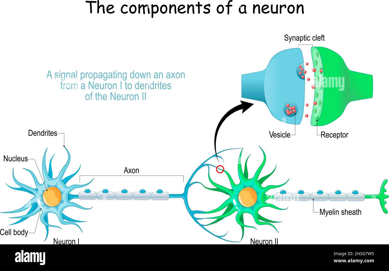 Neuron anatomy. Close-up of a Chemical synapse, Synaptic vesicle with neurotransmitter, and Receptors. Structure of Synaptic cleft. Vector poster Stock Vector