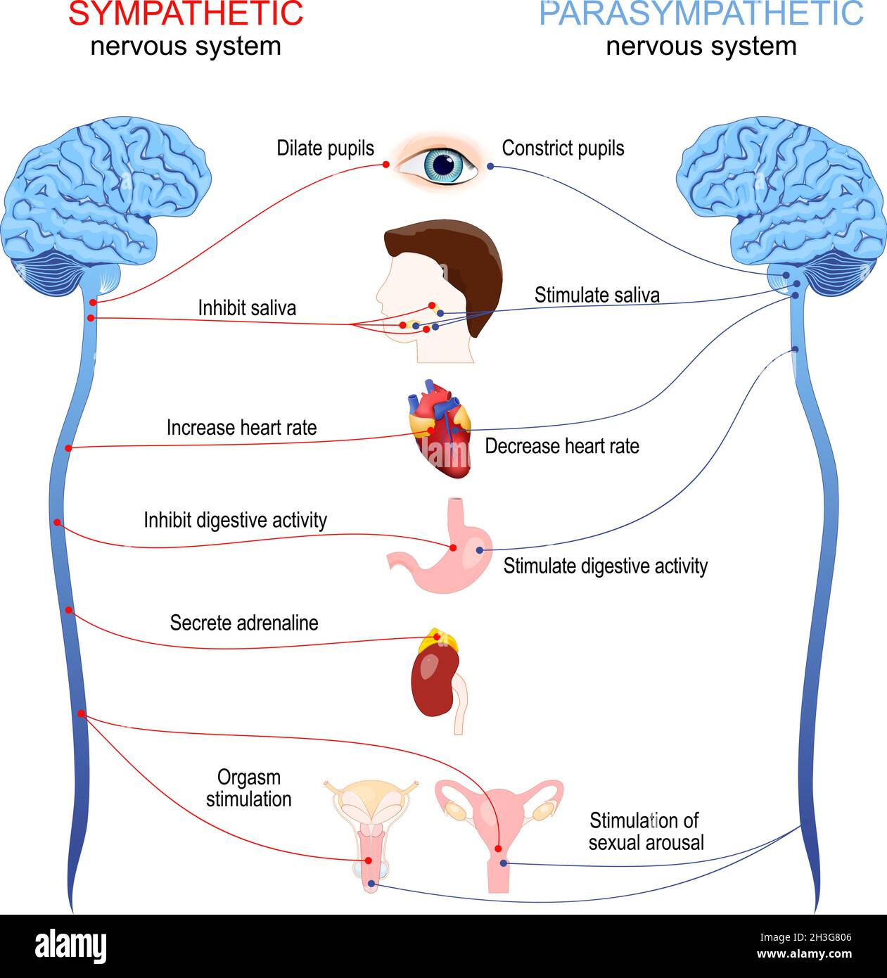 Sympathetic and parasympathetic nervous system. Difference and comparison. diagram with