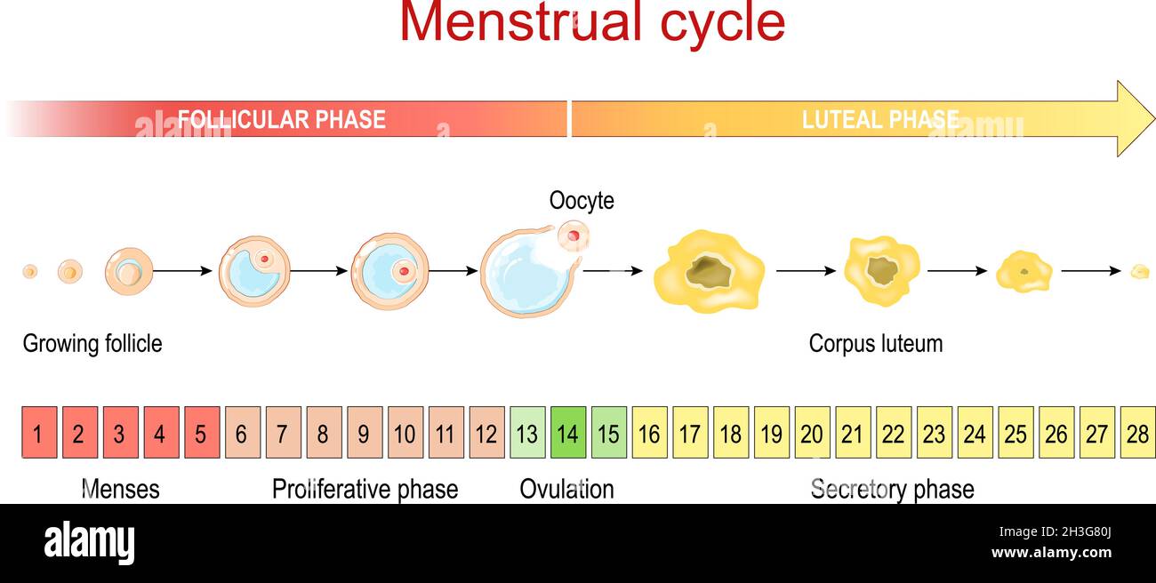 Menstrual cycle. Luteal and Follicular phase. Growing follicle