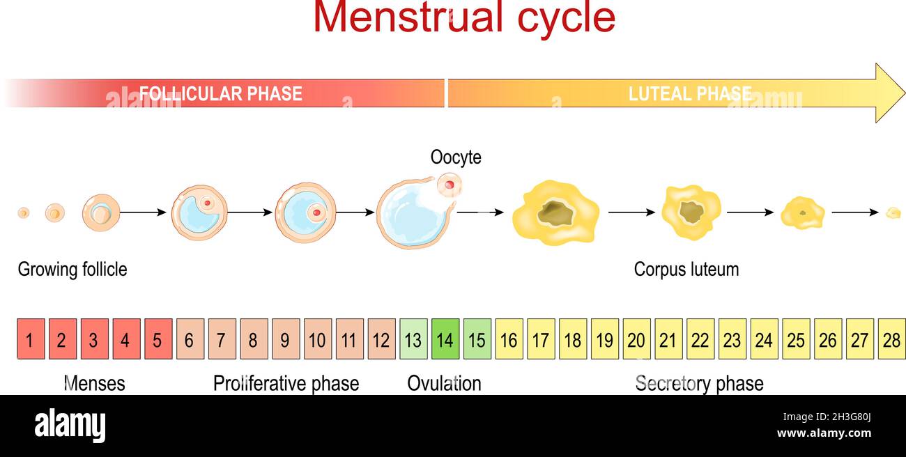 Menstrual cycle. Luteal and Follicular phase. Growing follicle, Oocyte and  Corpus luteum. From Menses and Proliferative phase, to Ovulation Stock  Vector Image & Art - Alamy