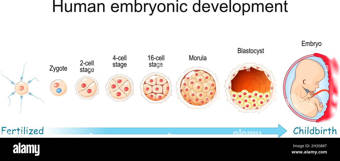 Human embryonic development. From Fertilization to Childbirth. Zygote, Morula, Blastocyst and Embryo stage. Vector poster for education and medical Stock Vector