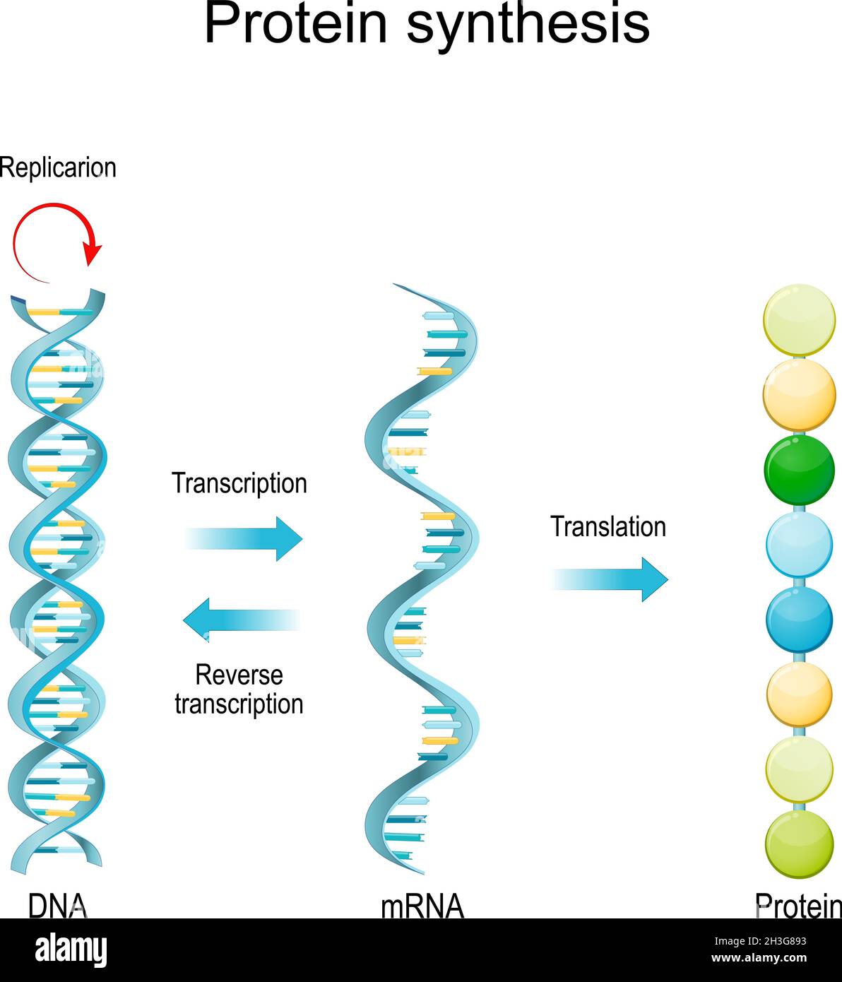 DNA Replication, RNA, mRNA, Protein synthesis, Transcription and translation.  Biological functions of DNA. Genes and genomes. Genetic code Stock Vector