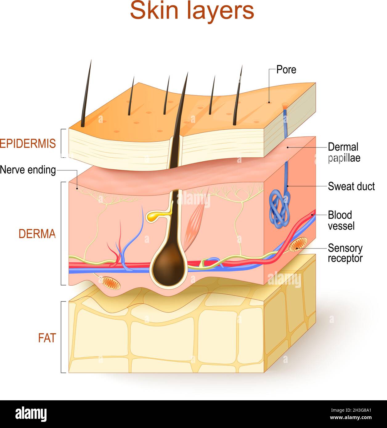 Skin layers. Epidermis, Derma, Hypodermis. Structure of the human skin: Hair, Sensory receptor and Nerve ending, Blood vessel, Pore, Dermal papillae Stock Vector
