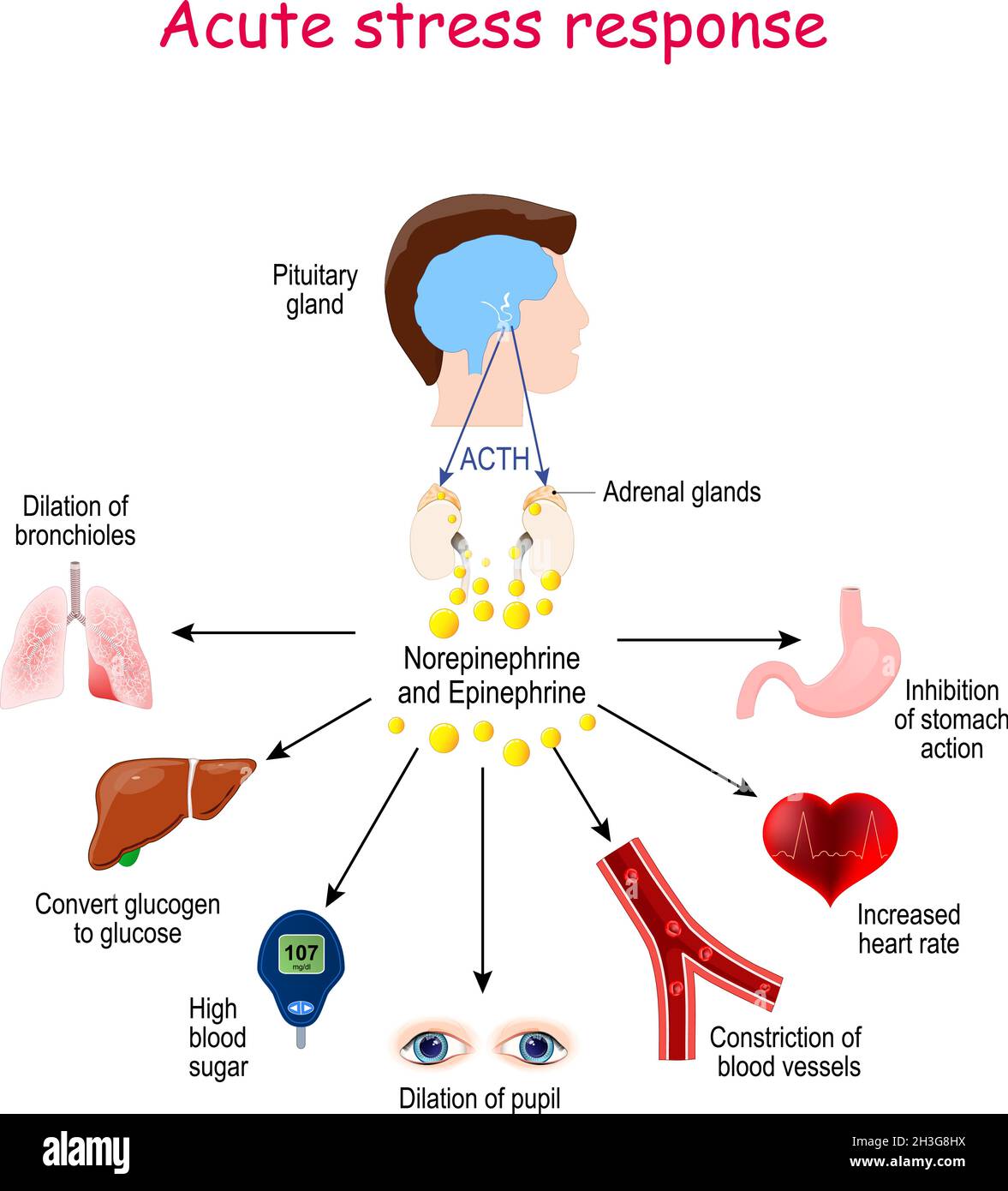 Acute stress response. Reaction of endocrine system. Hormones (Norepinephrine, Epinephrine, ACTH), and Target organs (heart, lungs, liver, eyes, blood Stock Vector