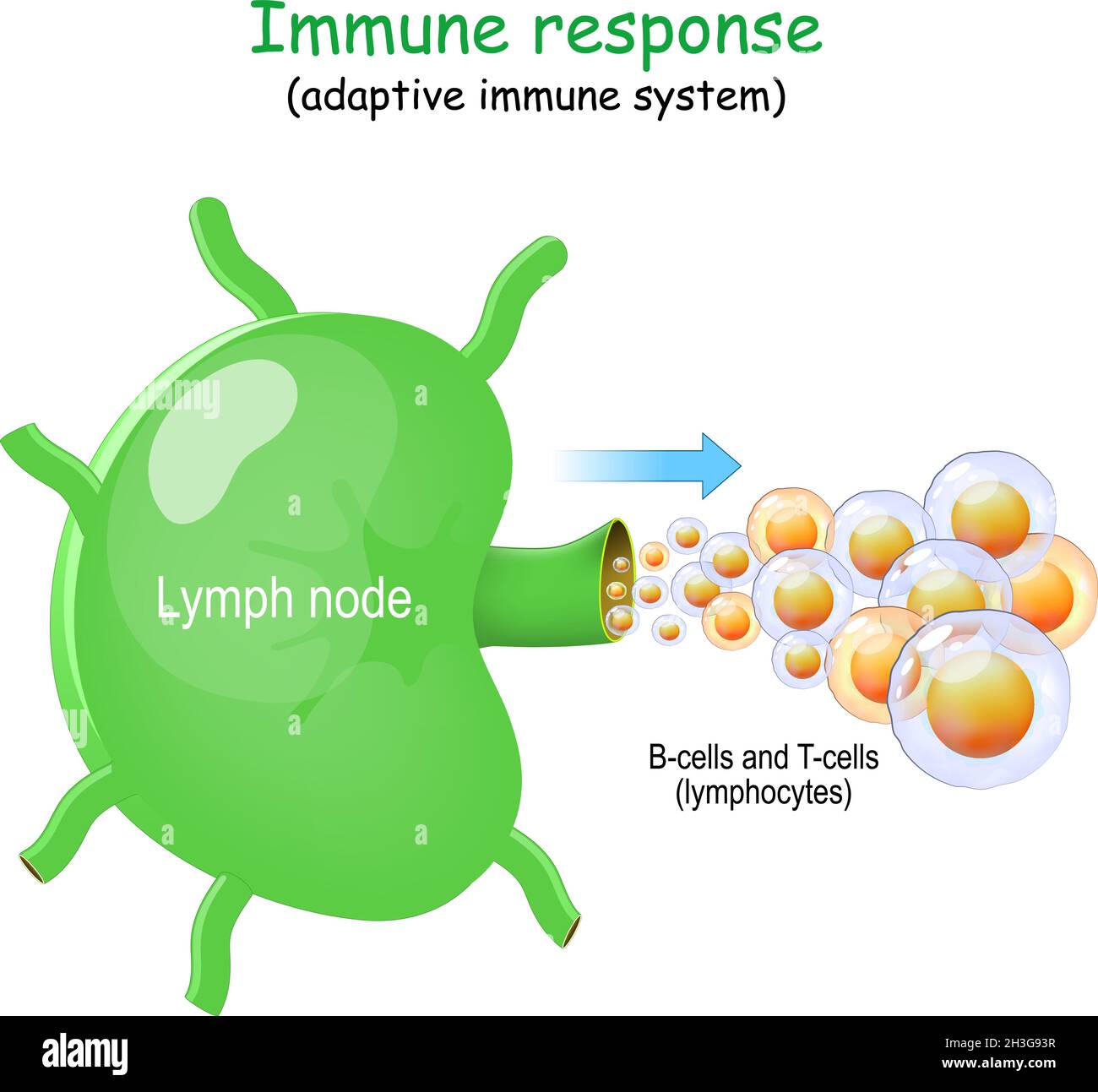 Lymph node and B-cells and T-cells. lymphocyte. Immune response. adaptive immune system. Lymphoma most commonly develops from lymphocytes in the lymph Stock Vector
