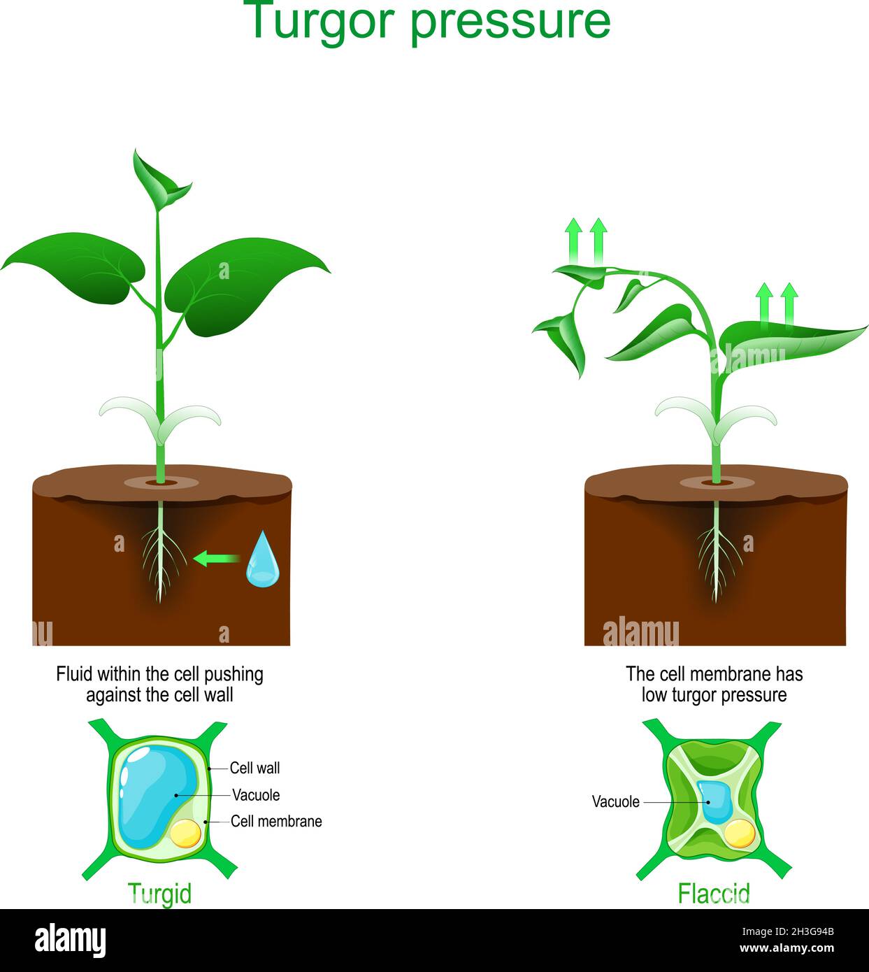 turgor pressure. Plant cells osmosis. vector illustration Stock Vector