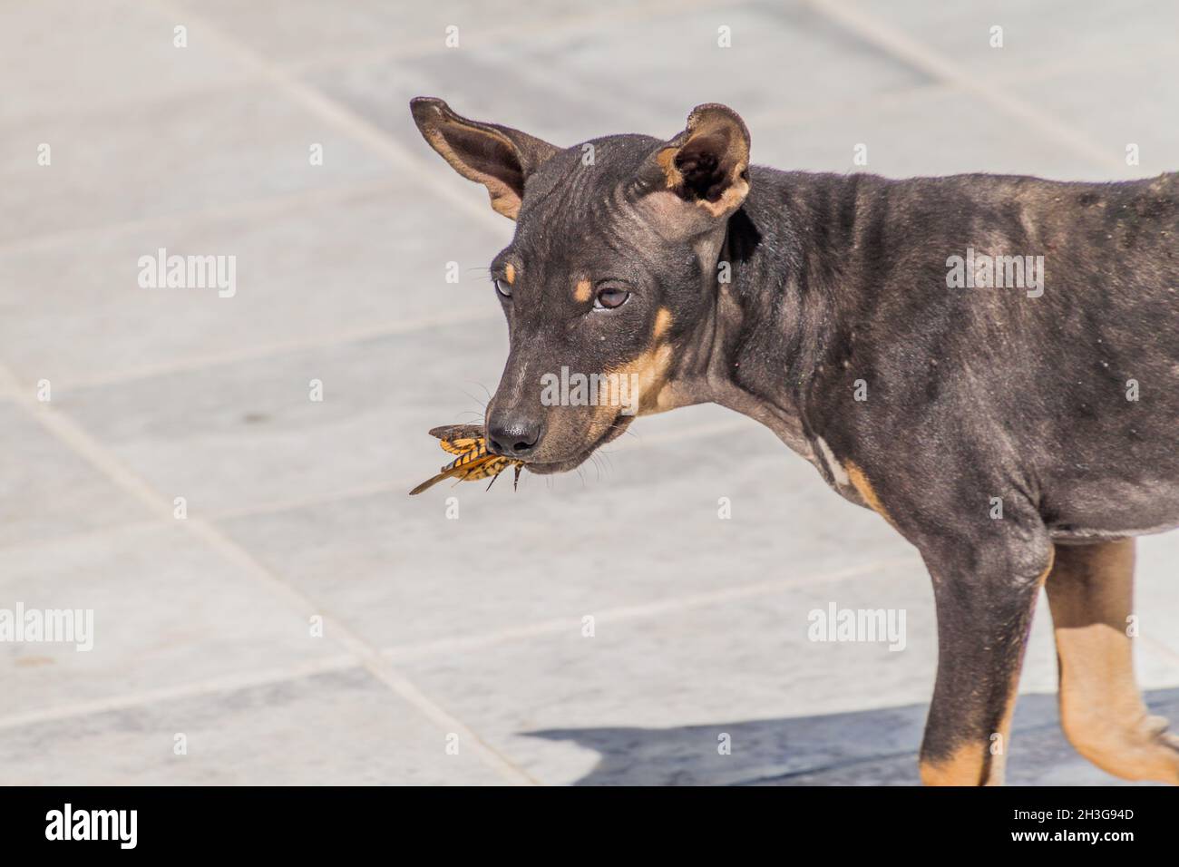 Insect big nose hi-res stock photography and images - Alamy