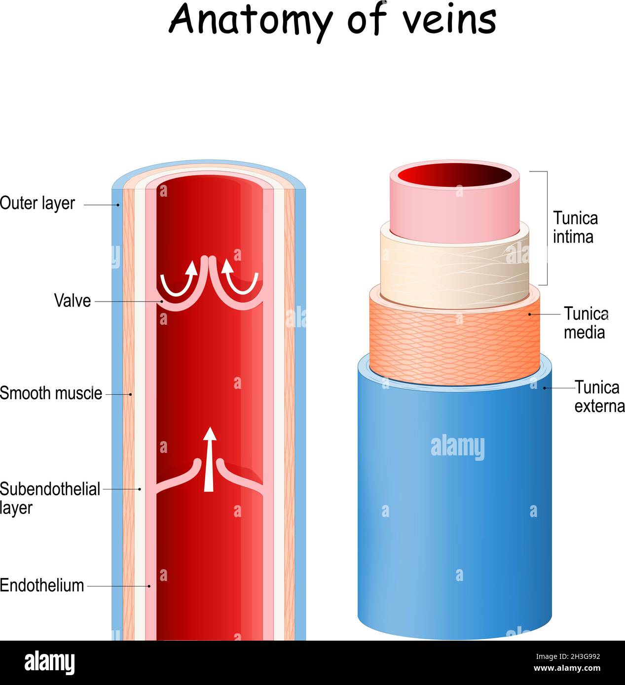 Vein Structure Diagram