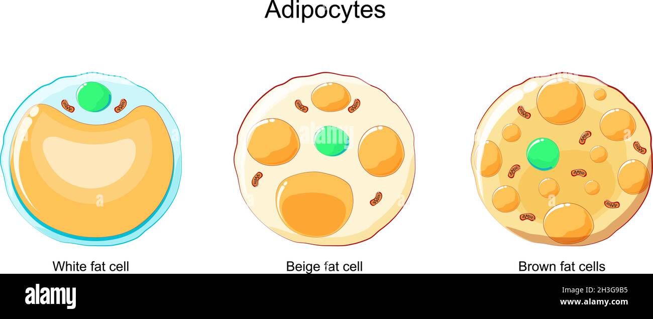 types of Adipocytes. Brown, Beige, and White fat cells Stock Vector