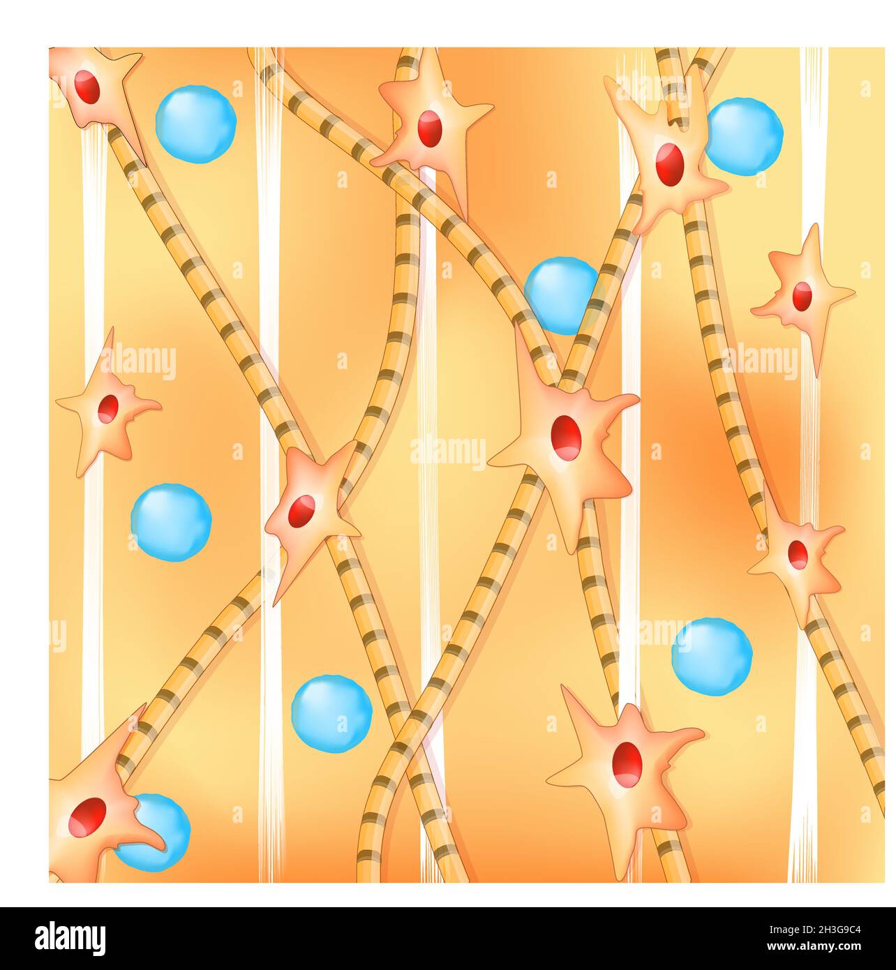 Background with collagen and elastin fiber, fibroblast and hyaluronic acid. vector illustration Stock Vector
