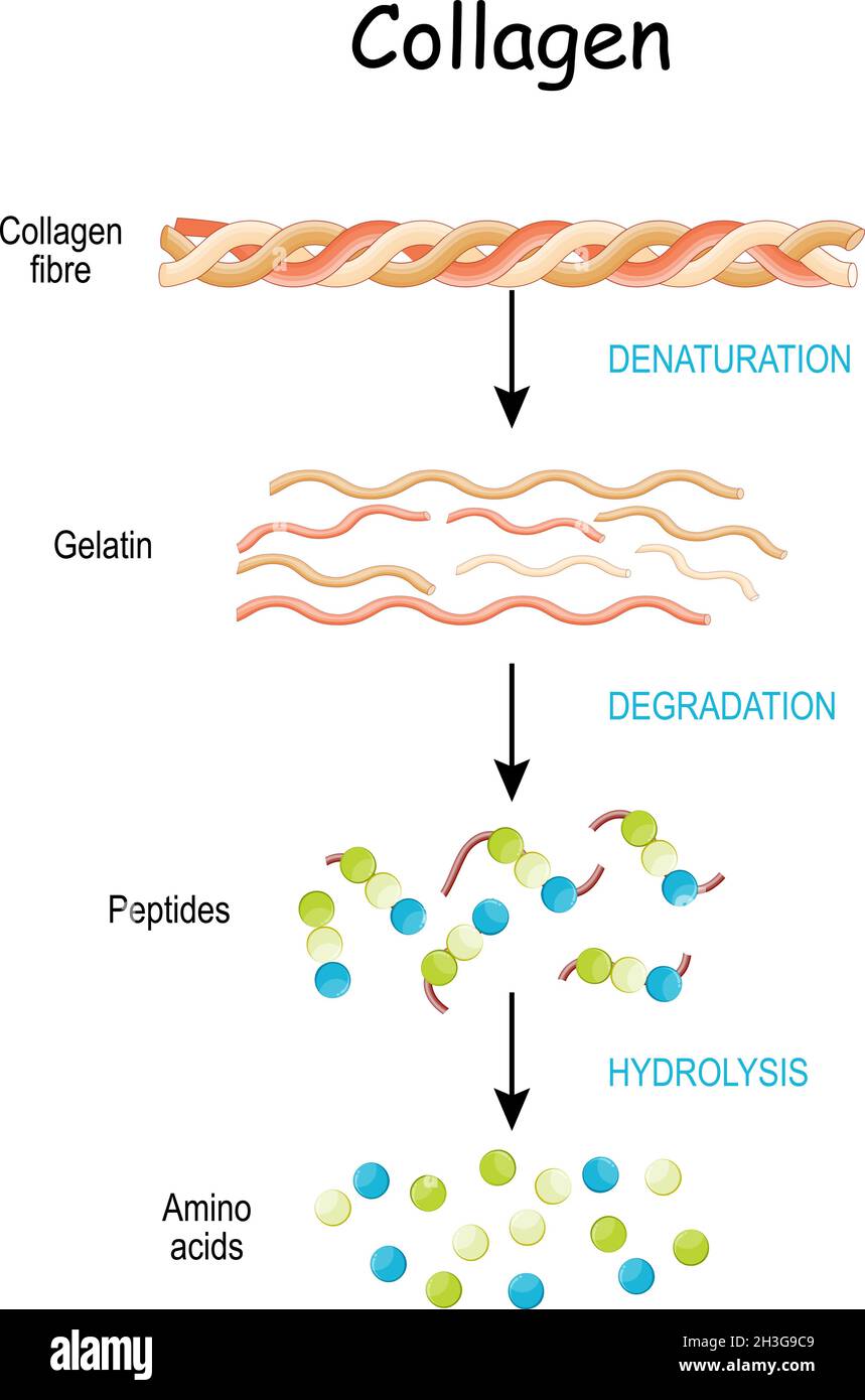 collagen peptides are digested and broken down into amino acids. Collagen digestion from fiber to Amino acids, Gelatin and Peptides. hydrolysis Stock Vector