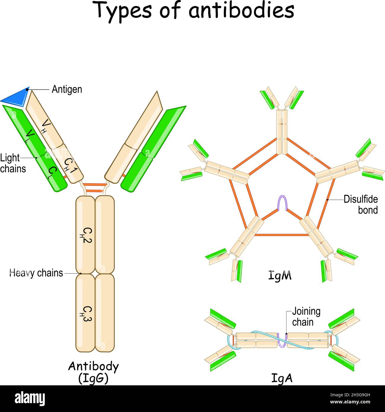 Types of Antibodies. Antibody anatomy with Antigen, Heavy and Light chains. immunoglobulin structure. Protein of immune system for identify Stock Vector