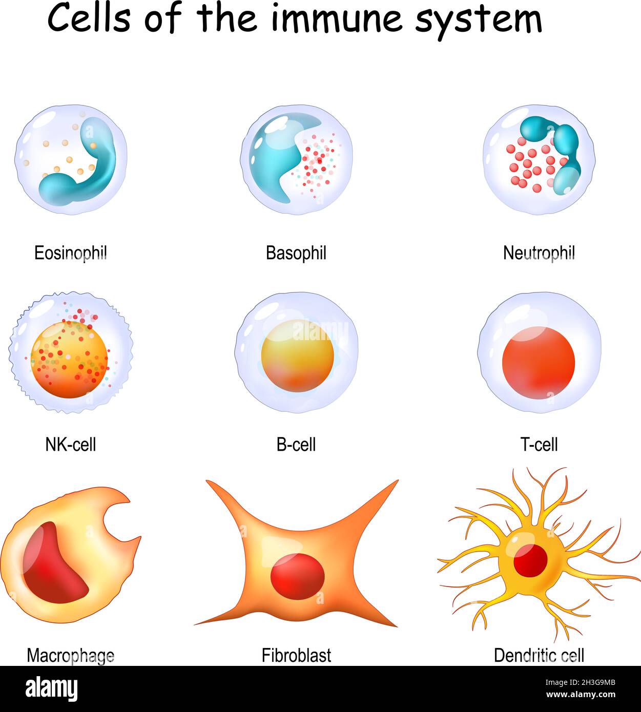 immune system cells. White blood cells or leukocytes Eosinophil, Neutrophil, Basophil, Macrophage, Fibroblast, and Dendritic cell. Vector diagram Stock Vector