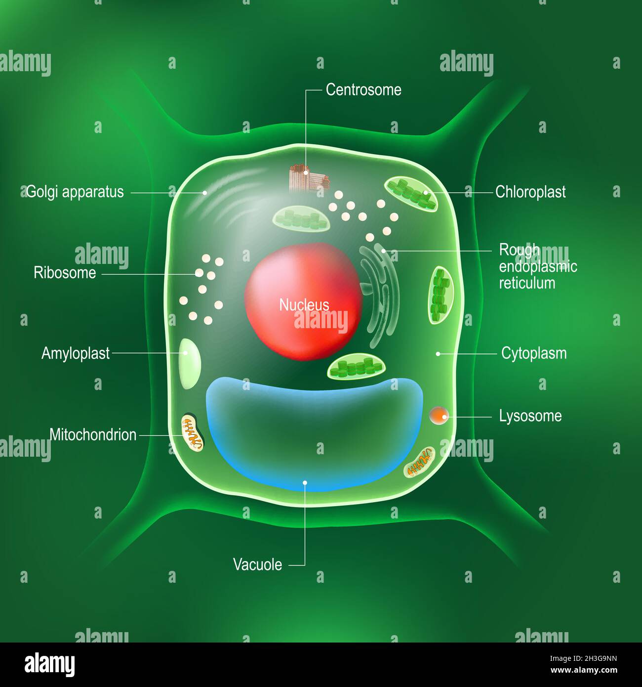 Anatomy of plant cell. All organelles: Nucleus, Ribosome, Rough endoplasmic reticulum, Golgi apparatus, mitochondrion, amyloplast, vacuole Stock Vector