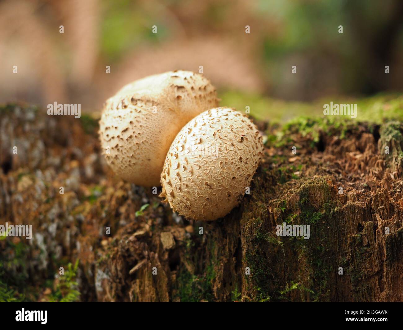 common earthball fungus (Scleroderma citrinum) Stock Photo