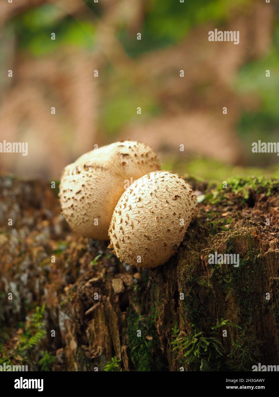 common earthball fungus (Scleroderma citrinum) Stock Photo