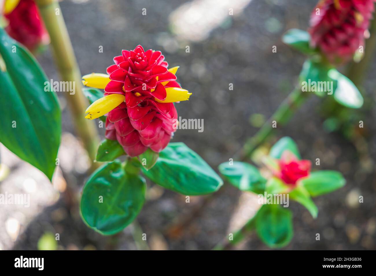 Beautiful view of best ornamental gingers Costus comosus Red Tower flower. Beautiful nature backgrounds. Sweden. Stock Photo