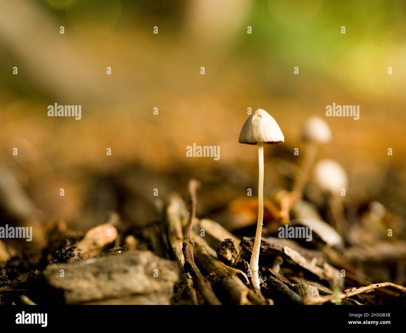Small mushrooms growing in the woodland, Northamptonshire, UK Stock Photo