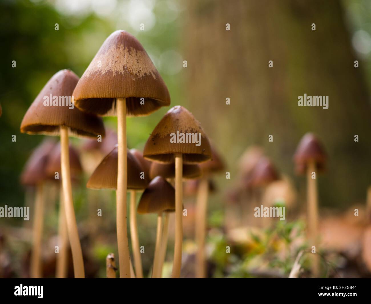 Conical Brittlestem mushrooms (psathyrella conopilus), Northamptonshire, UK Stock Photo