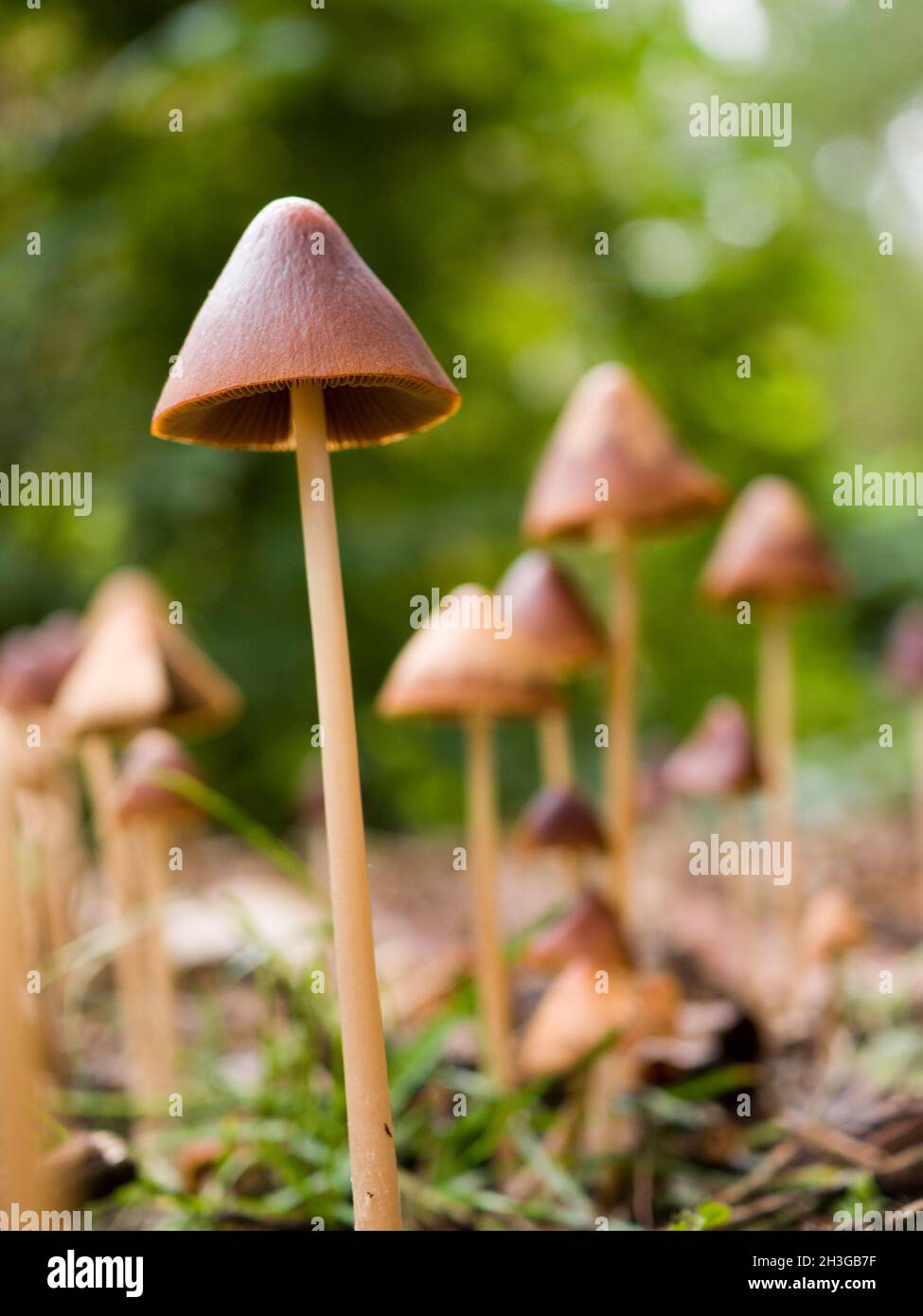 Conical Brittlestem mushrooms (psathyrella conopilus), Northamptonshire, UK Stock Photo