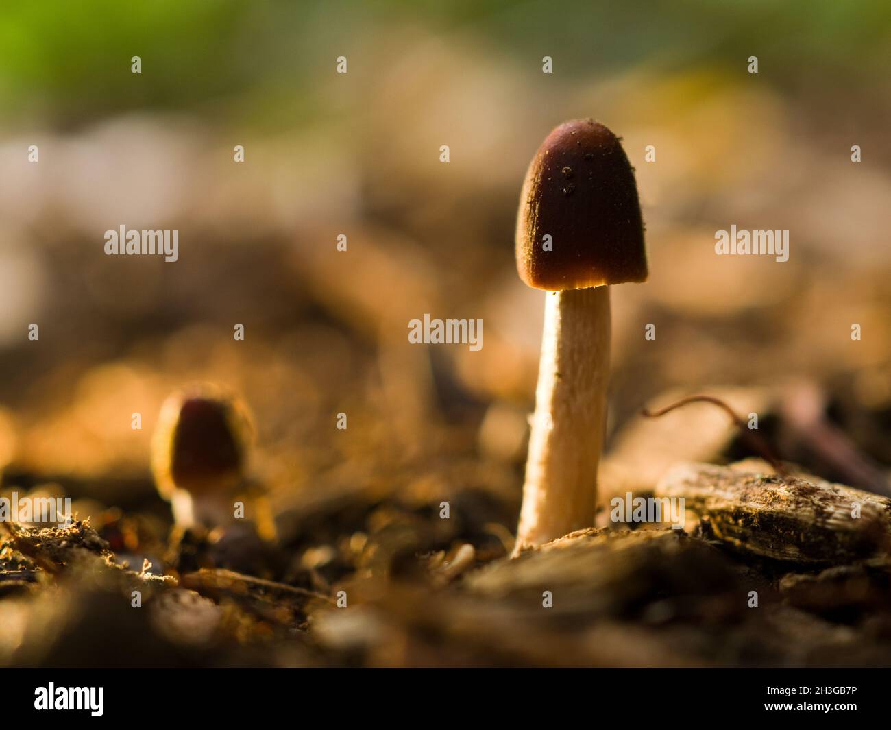 Conical Brittlestem mushrooms (psathyrella conopilus), Northamptonshire