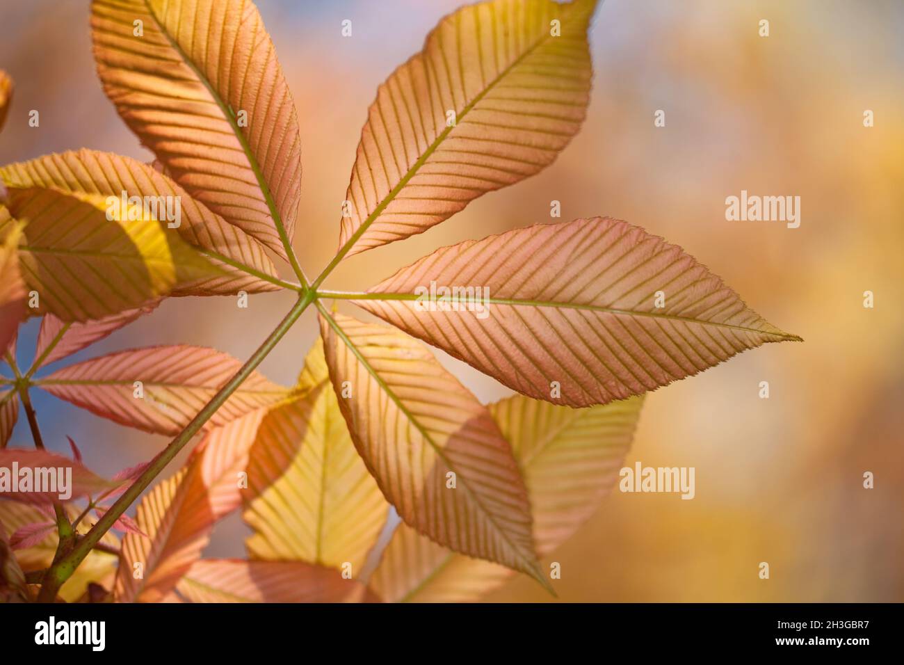 Detail from a transparent chestnut leaf Stock Photo