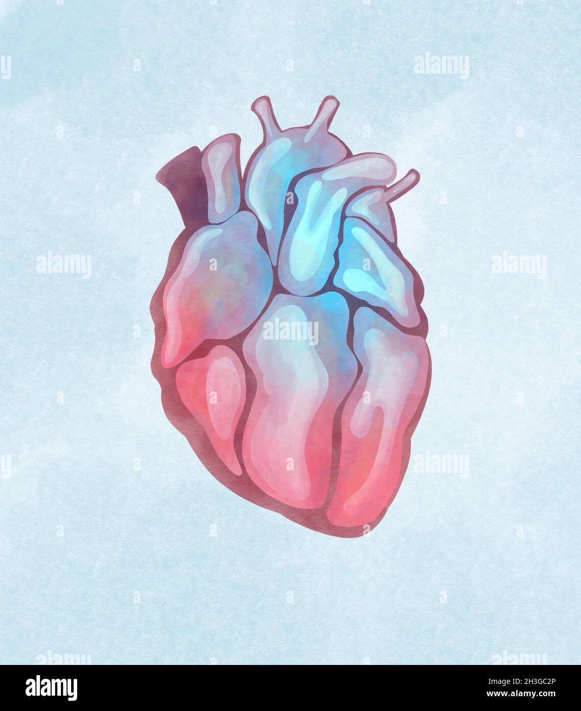 Anatomical human heart. Watercolor hand drawn illustration Stock Photo