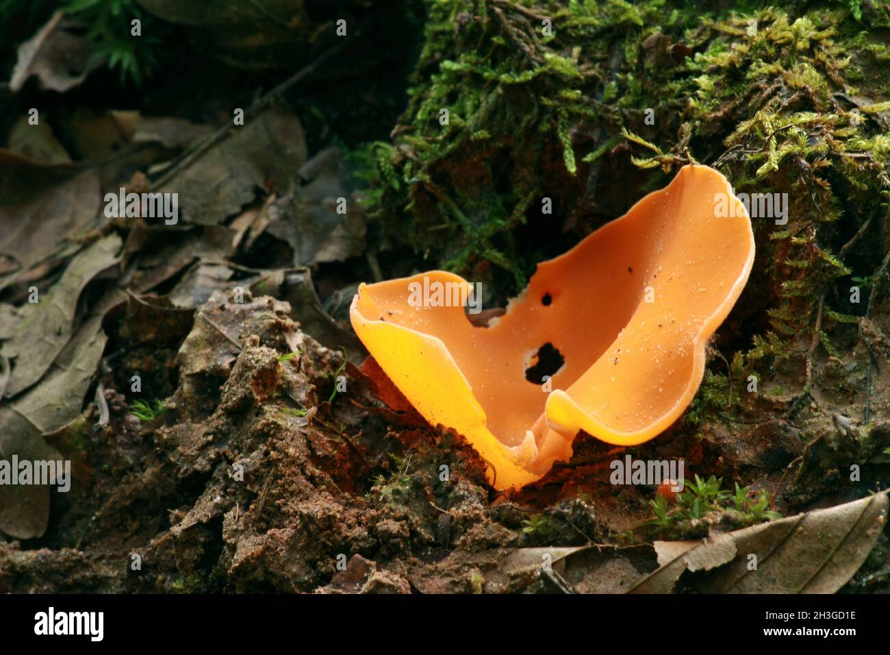 Orange Peel Fungus - Aleuria aurantia Stock Photo