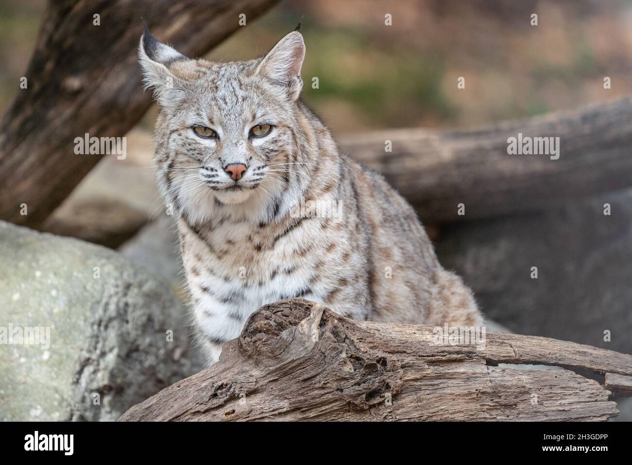 North American bobcat (lynx rufus) resting on log near den Stock Photo