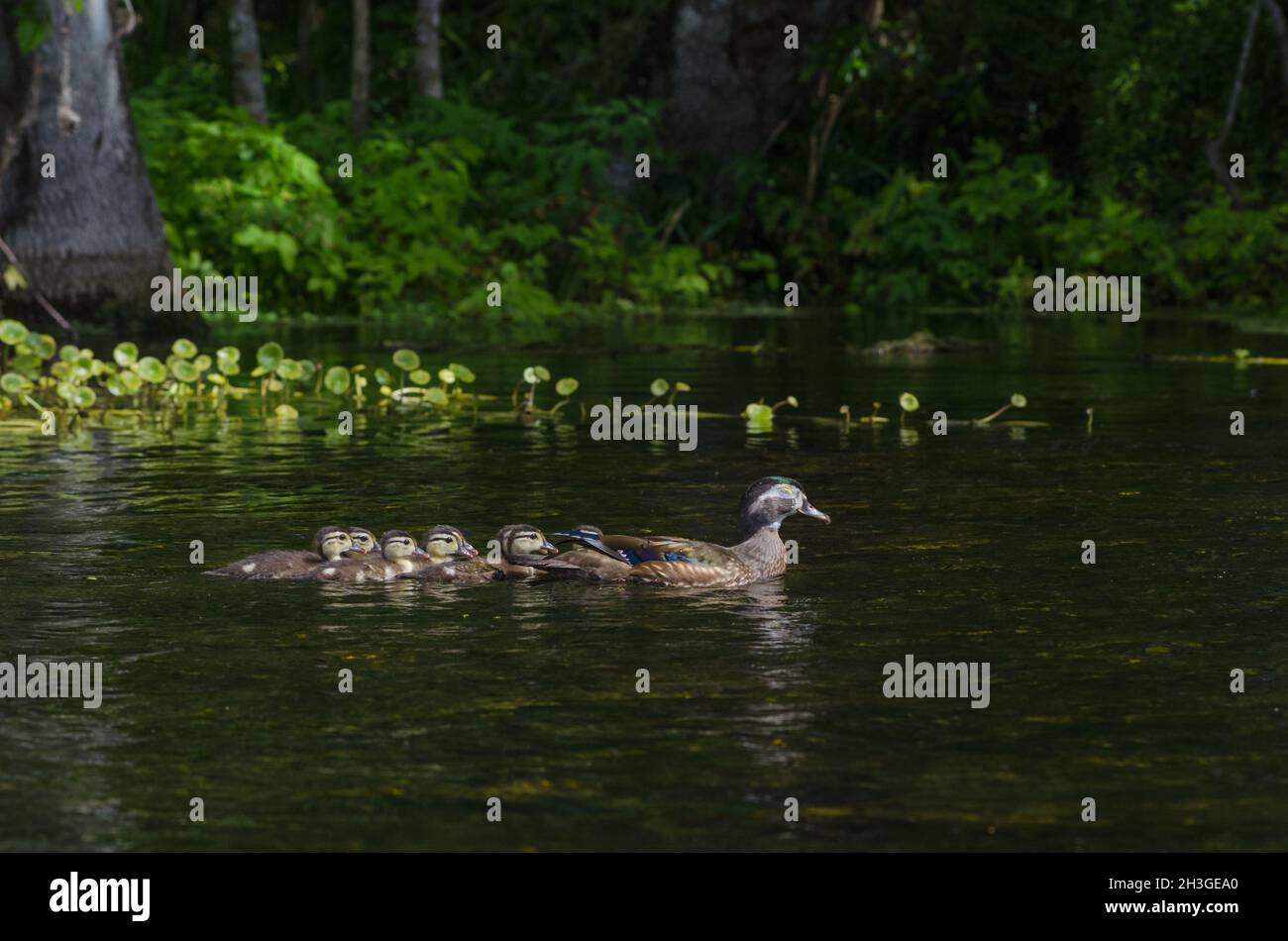 A female wood duck swims with her baby ducks in a row on the Silver River in Silver Springs State Park, Florida, USA Stock Photo