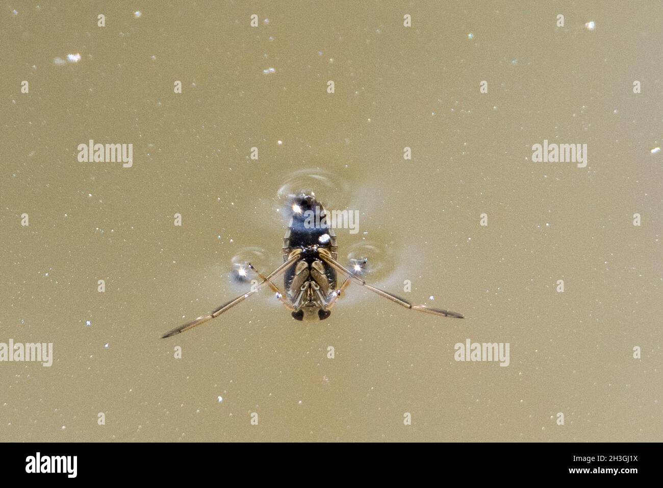 Common Backswimmer (Notonecta glauca Stock Photo Alamy