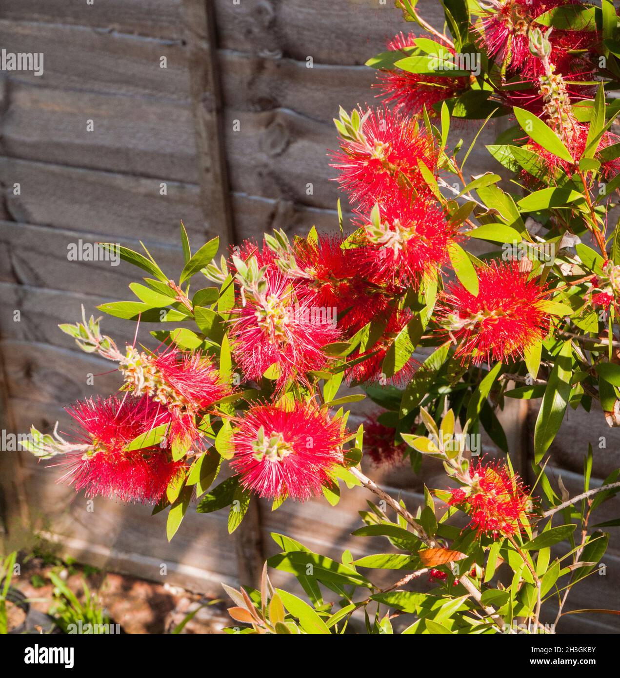 Close up of Callistemon citrinus 'Splendens' Bottlebrush plant. Produces Crimson to Red flowers in spring and summer is Evergreen and fully hardy. Stock Photo