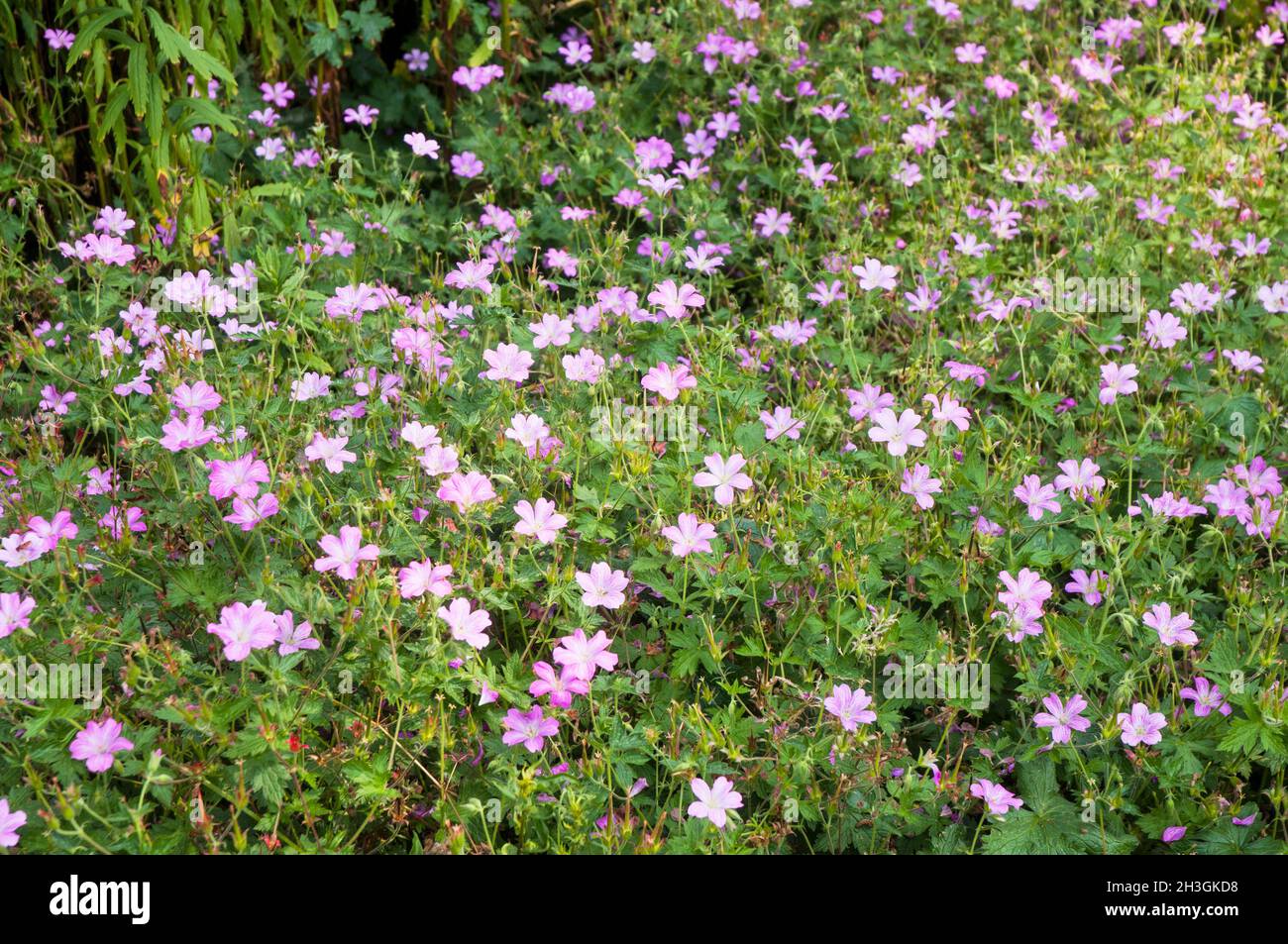Geranium endressii Geranium x oxonianum Wargrave Pink being used as ground cover that is a summer flowering fully hardy evergreen herbaceous perennial Stock Photo