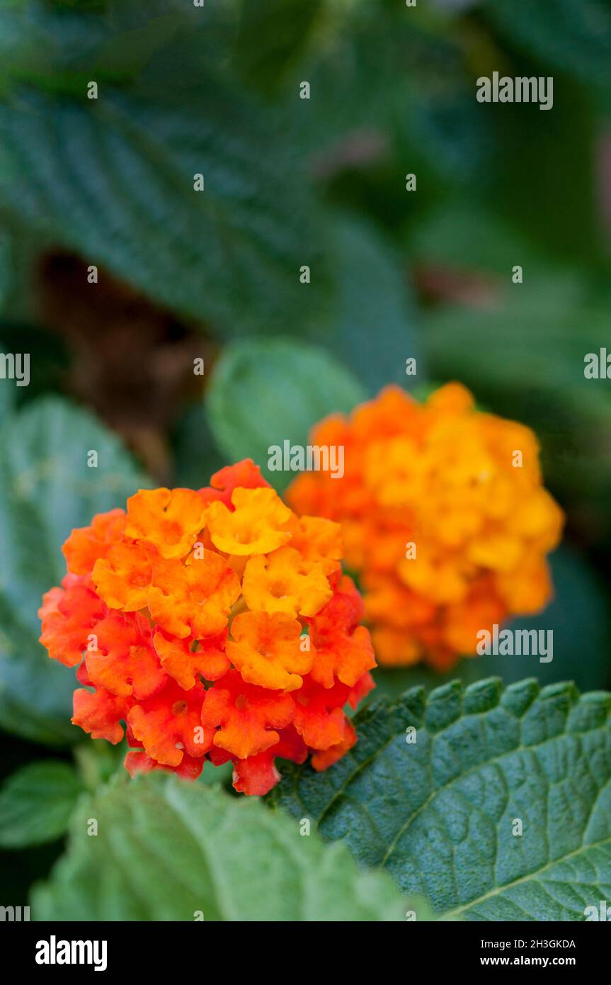 Close up of Lantana camara Tangerine with orange flower heads a summer flowering shrub that is perennial evergreen and frost tender Stock Photo