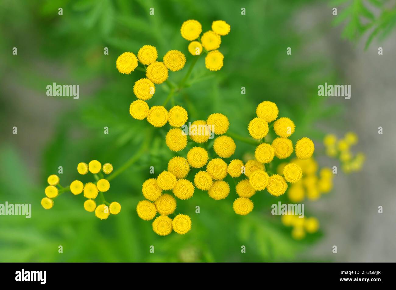 Tansy or Tanacetum vulgare is a perennial herb used in folk medicine. Yellow tansy flowers over green grass in the summer outdoors, top view. Stock Photo