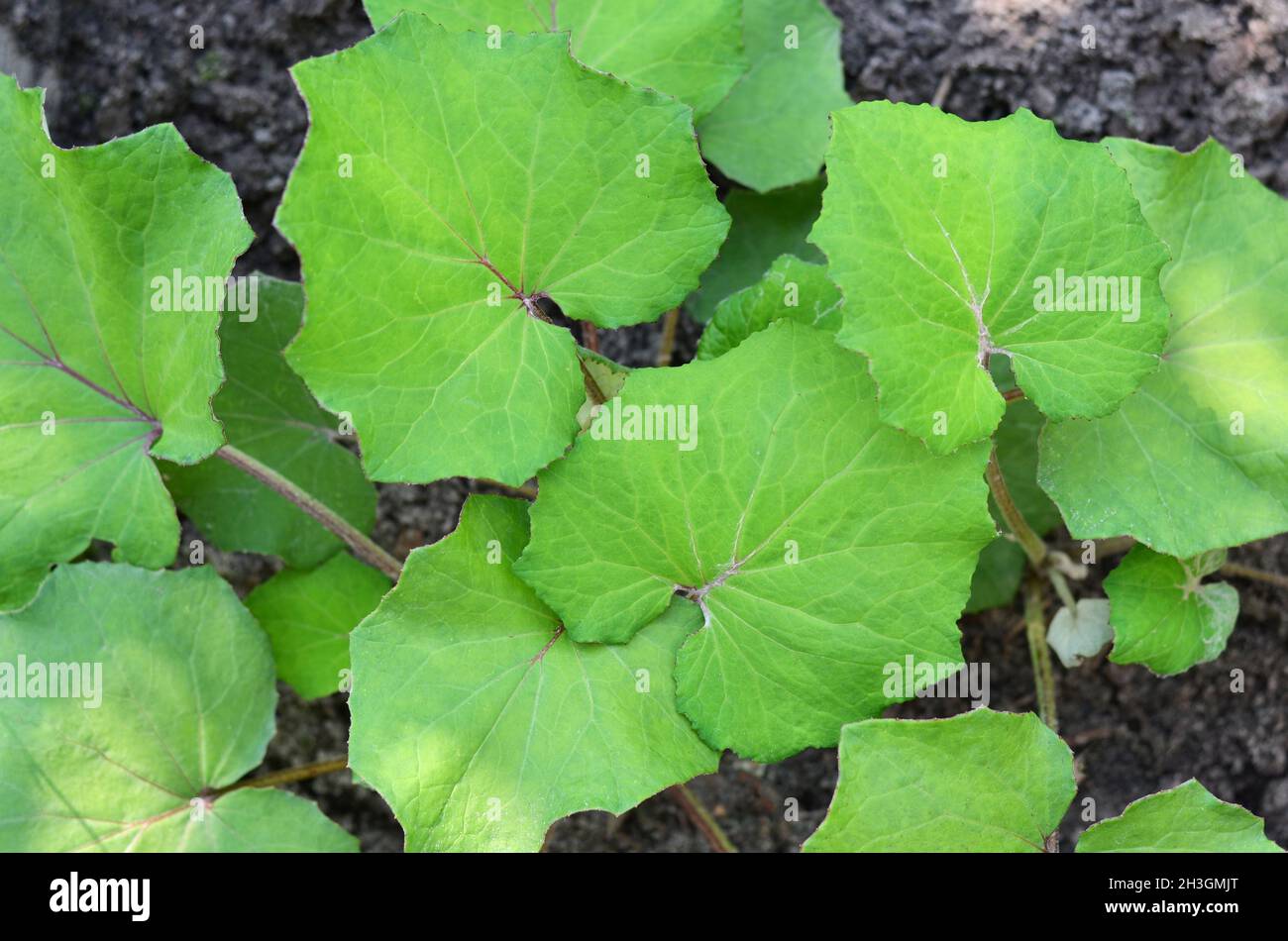 Coltsfoot or tussilago farfara is a perennial herb used in folk medicine. Green leaves of Coltsfoot in the summer outdoors. Flora of Ukraine. Stock Photo