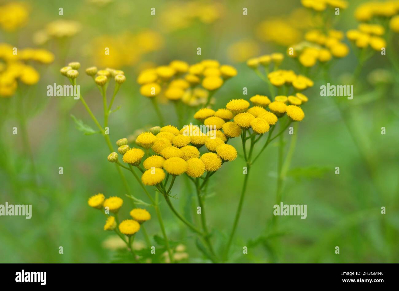 Tanacetum vulgareis or Tansy is a perennial herbaceous flowering plant used in homeopathy. It is also known as common tansy, bitter buttons, golden bu Stock Photo