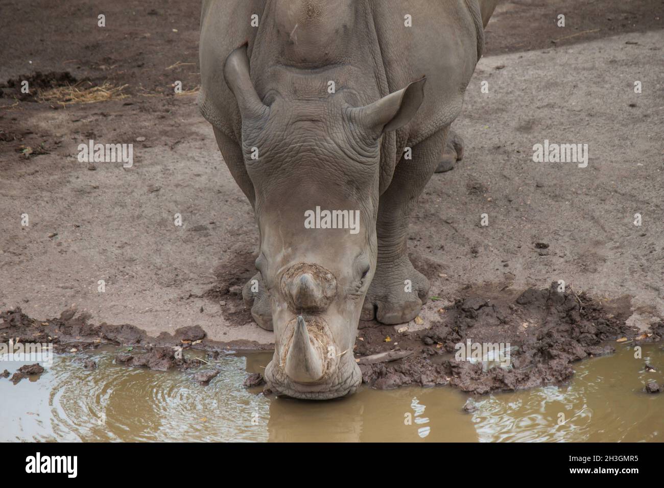 Rhinoceros standing and drinking water Stock Photo